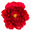 Peonia główka DUŻA Red 17,50 cm