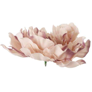 Peonia główka DUŻA Aut Beige 17,50 cm