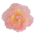 Peonia główka wyrobowa Kwiat Lt.Pink/Cream