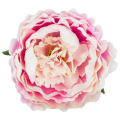 Peonia główka kwiat PIWONIA Pink/White