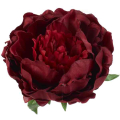 Peonia główka kwiat PIWONIA Burgund