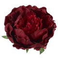 Peonia główka kwiat PIWONIA Burgund