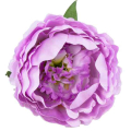 Peonia główka kwiat PIWONIA Lilac