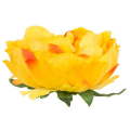 Peonia główka kwiat PIWONIA Yellow/Orange