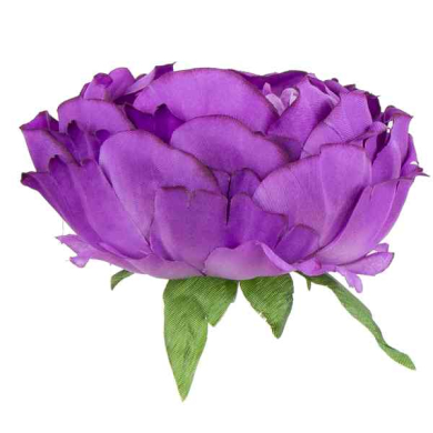 Peonia główka kwiat PIWONIA Violet