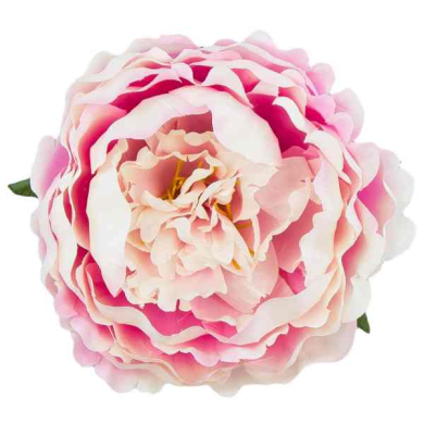 Peonia główka kwiat PIWONIA Pink/White