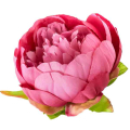 Peonia główka wyrobowa Kwiat Purple