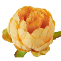Peonia główka wyrobowa Kwiat Yellow