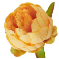Peonia główka wyrobowa Kwiat Yellow