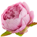 Peonia główka wyrobowa Kwiat Purple/Pink