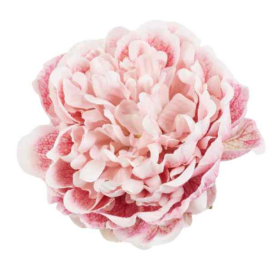 Peonia główka 15 cm piękny KWIAT Dk.Pink/Cream