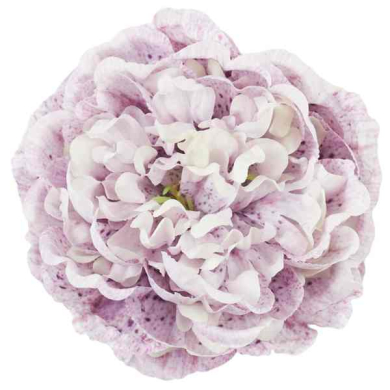Peonia główka 15 cm piękny KWIAT Violet/Cream