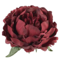 Peonia główka KWIAT Burgund