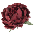 Peonia główka KWIAT Burgund