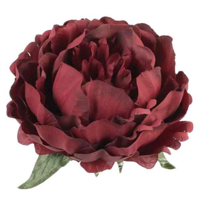 Peonia główka KWIAT Burgund