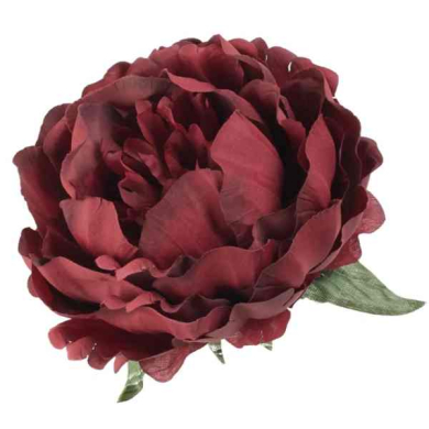 Peonia główka KWIAT Burgund