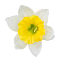 ŻONKIL główka kwiat cream/yellow 24 szt