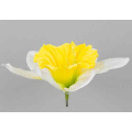 ŻONKIL główka kwiat cream/yellow