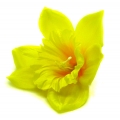 ŻONKIL główka kwiat yellow 24 szt