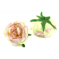 Róża peoniowa główka Cream/Pink