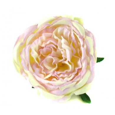 Róża peoniowa główka Cream/Pink