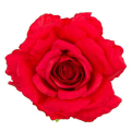 Róża satynowa główka Red 16 cm