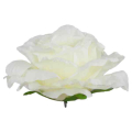 Róża satynowa główka Warm Cream 16 cm