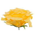 Róża satynowa główka Yellow/Green 16 cm