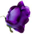 Róża w pąku - główka kwiat Violet