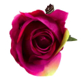 Róża w pąku - główka kwiat Purple/Green