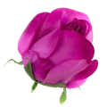 Róża w pąku - główka kwiat Purple