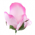Róża w pąku - główka kwiat Pink