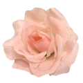 Róża francuska główka Lt.Pink