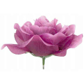 Róża francuska główka Mauve Violet