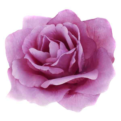 Róża francuska główka Mauve Violet