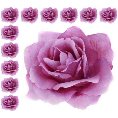 Róża francuska główka Mauve Violet