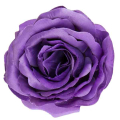 Róża główka wyrobowa Kwiat Dk.Purple