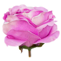 Róża główka wyrobowa Kwiat Pink/Cream