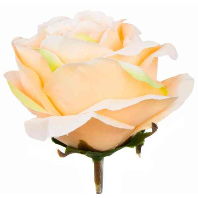 Róża główka Kwiat Sunny Peach/Green