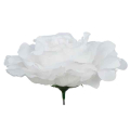 Róża satynowa DUŻA Śliczna główka White