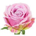 Róża satynowa główka Pink