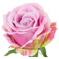Róża satynowa główka Pink