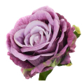 Róża satynowa główka Purple