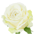 Róża satynowa główka Cream Green
