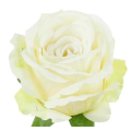 Róża satynowa główka Cream Green