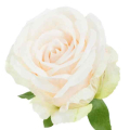 Róża satynowa główka Lt.Peach Cream