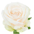 Róża satynowa główka Lt.Peach Cream