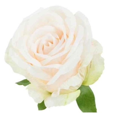 Róża satynowa główka Lt.Peach Cream