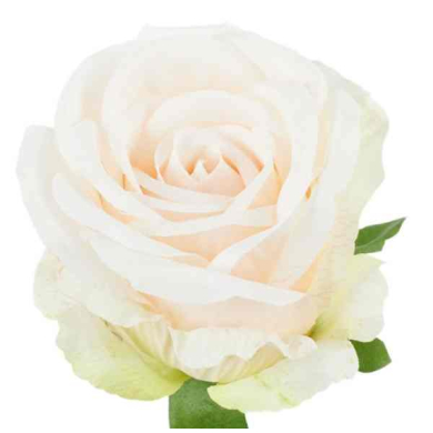 Róża satynowa główka Lt.Peach Cream