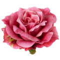 Róża satynowa główka rozwinięta Dk.Pink